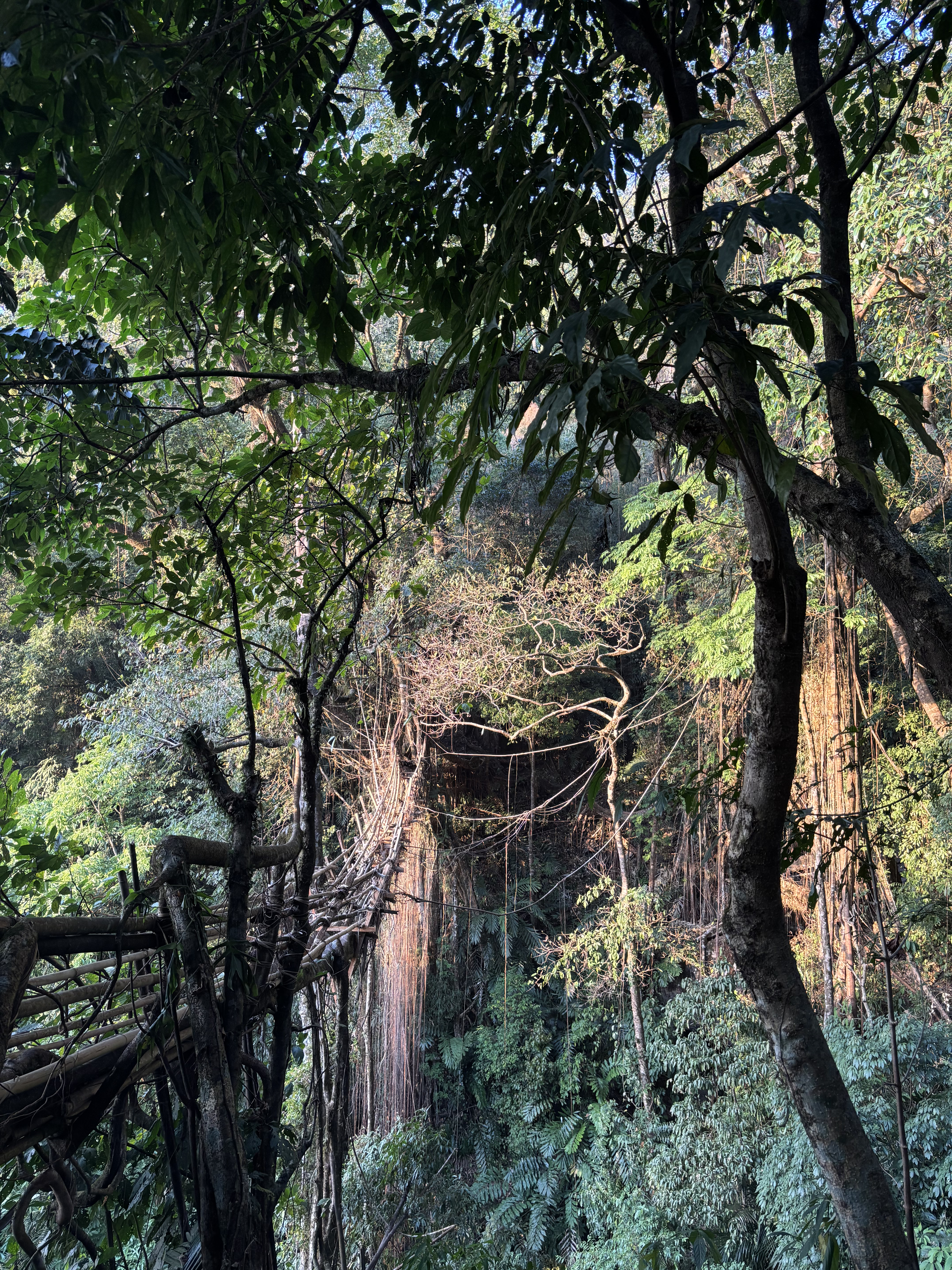 Living Root Bridge Tour thumbnail 4